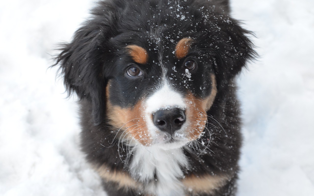 cagnolino in mezzo alla neve
