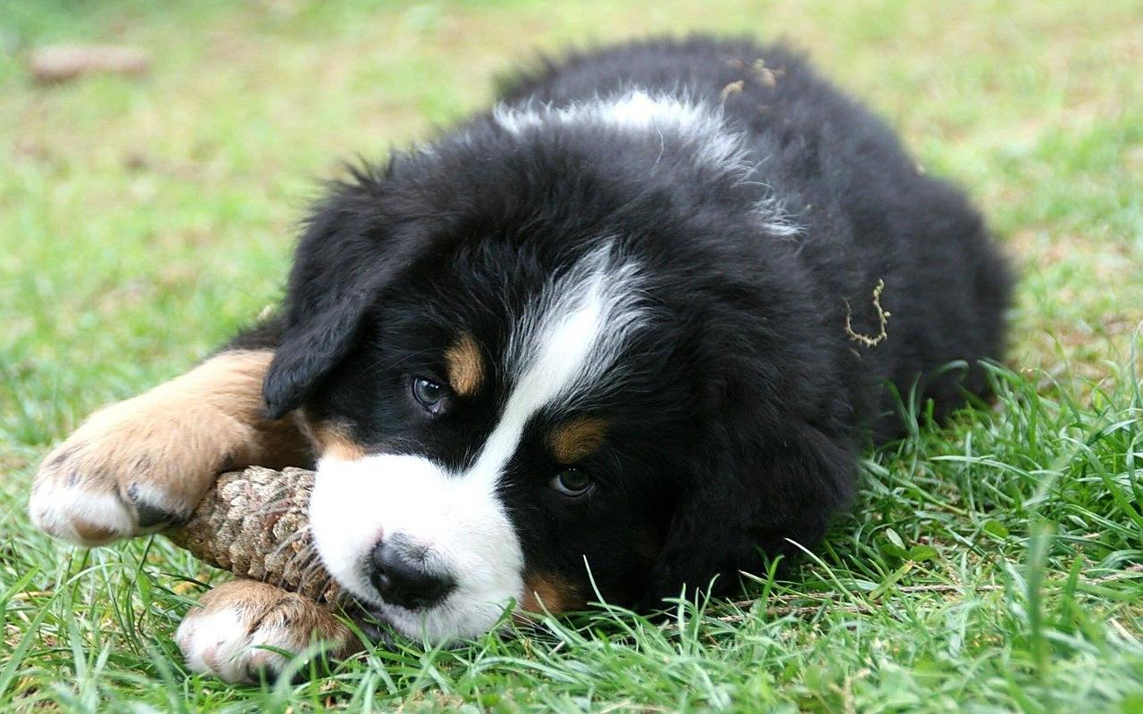 cagnolino che gioca con una pigna