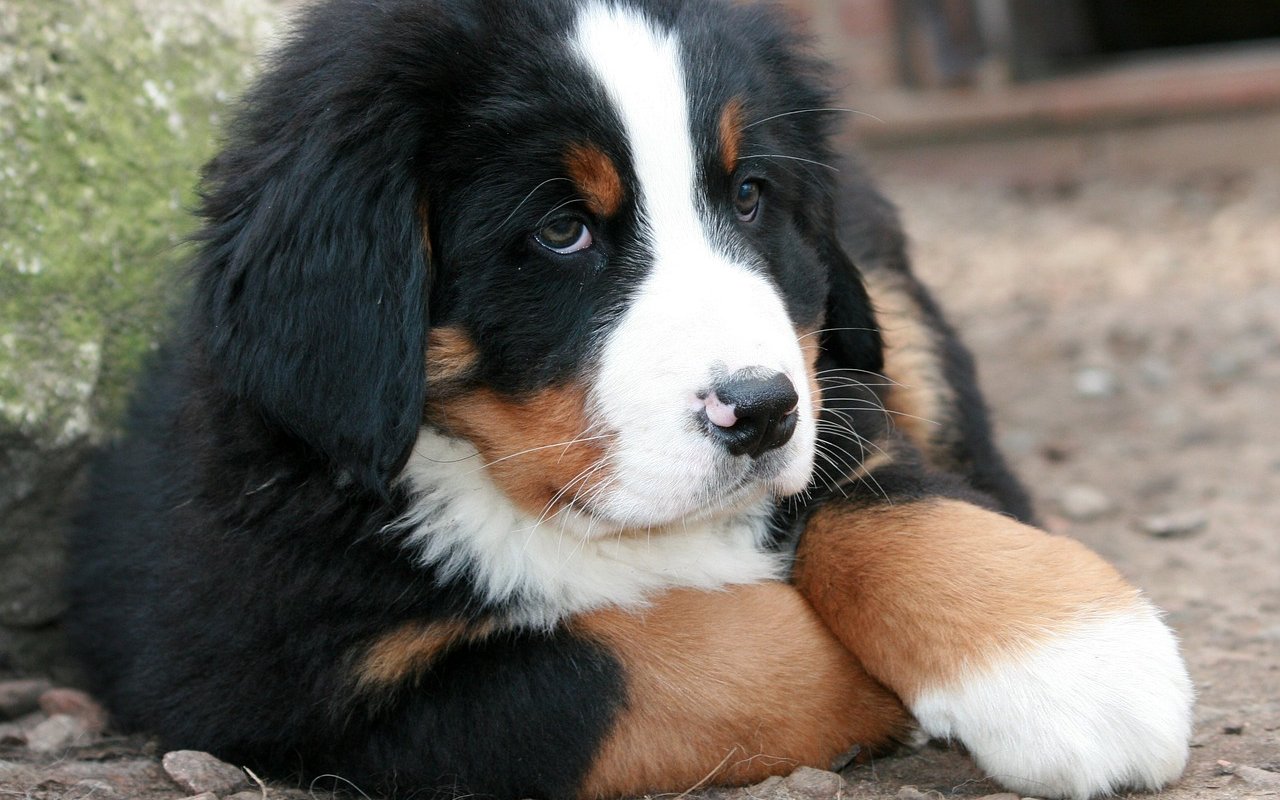 cucciolo di cane molto grande