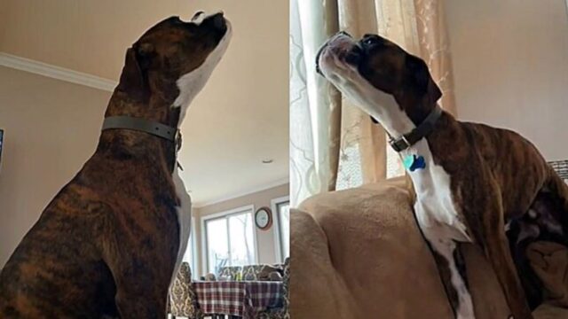 Cane con un talento puro, lui è un vero cantante d’Opera: andiamo a conoscere il dolce Boxer!