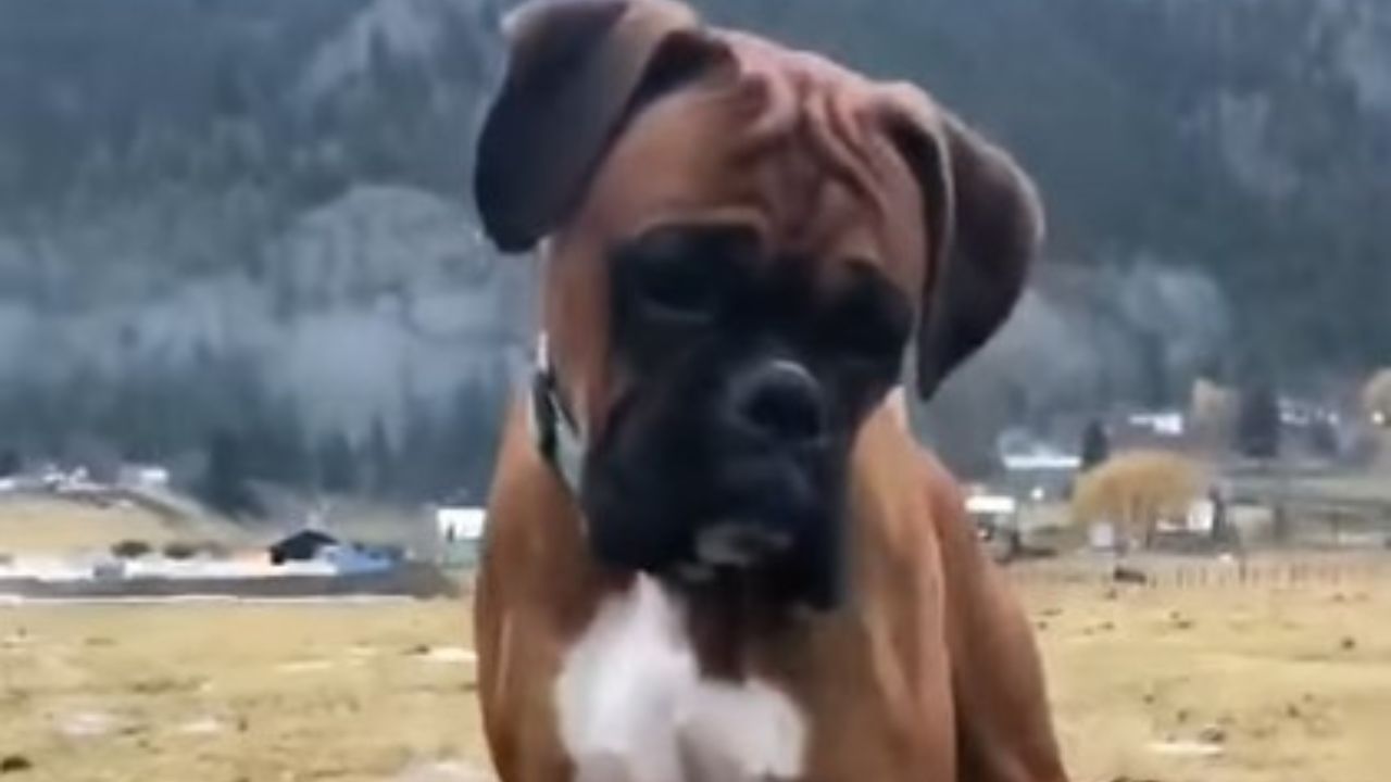 boxer confuso