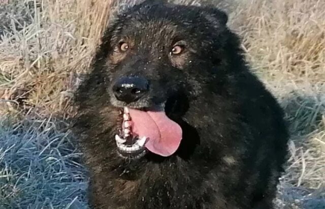 Cane di grossa taglia con la lingua di fuori