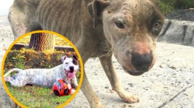 Lo hanno trovato nella spazzatura che era un mucchietto d’ossa: ora Coco ha una nuova vita
