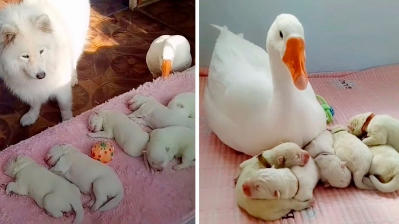 Oca che accudisce dei cuccioli di cane