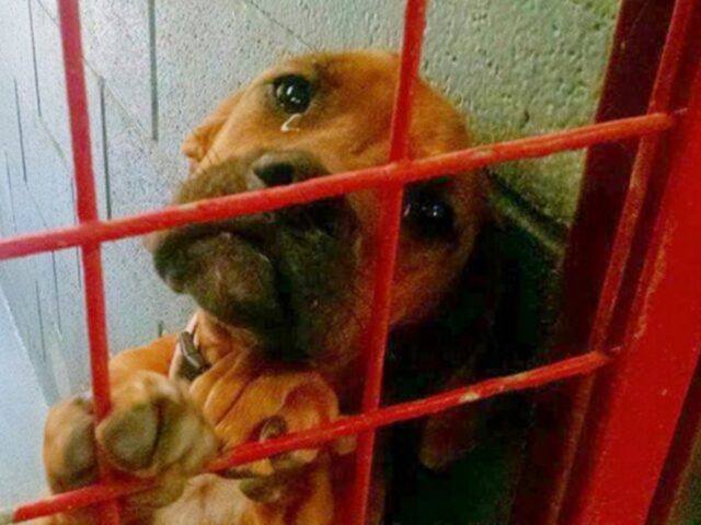 Questa cagnolina piange ogni notte perché nessuno vuole adottarla: la sua storia è straziante