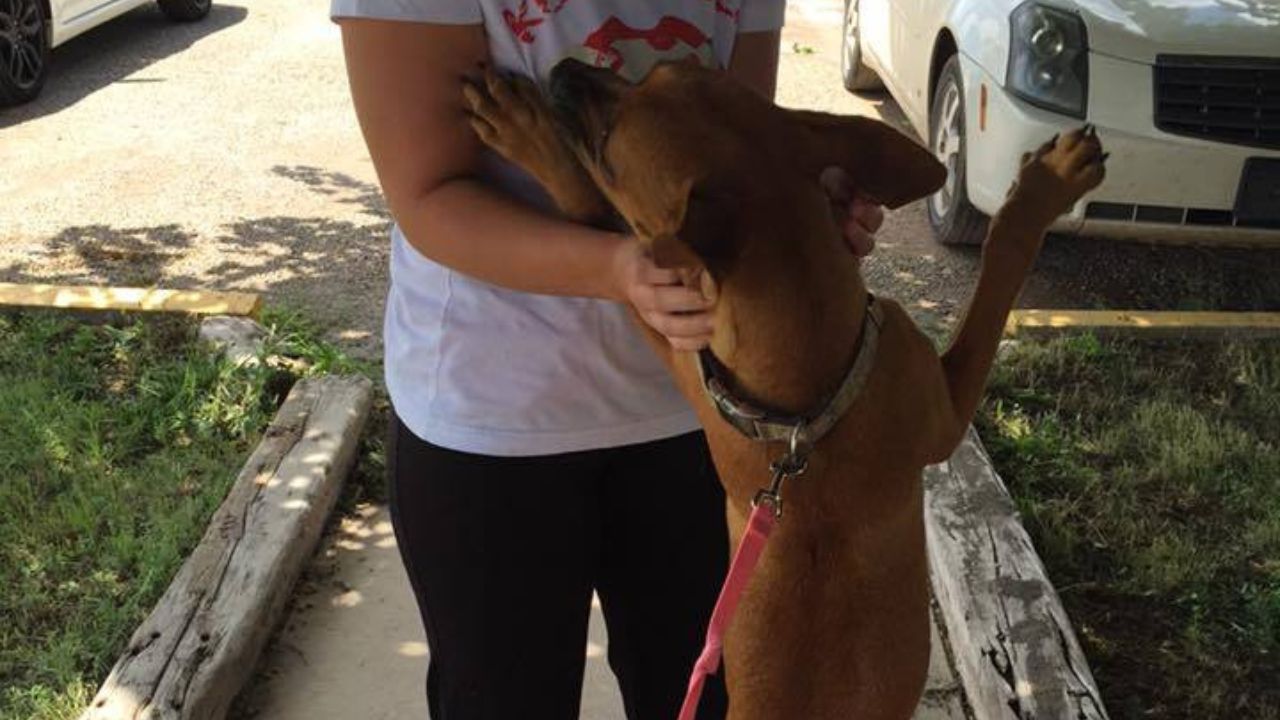 cagnolina gioca con la sua padrona