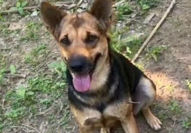 Cagnolina ferita da un chiodo e da un coltello abbandonata in Thailandia