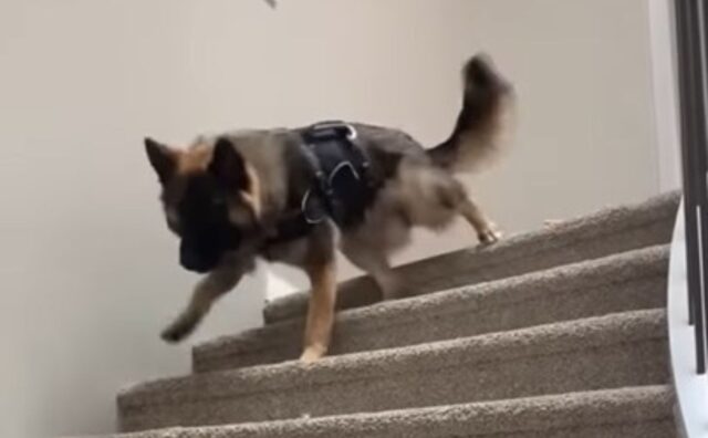 cane scende le scale