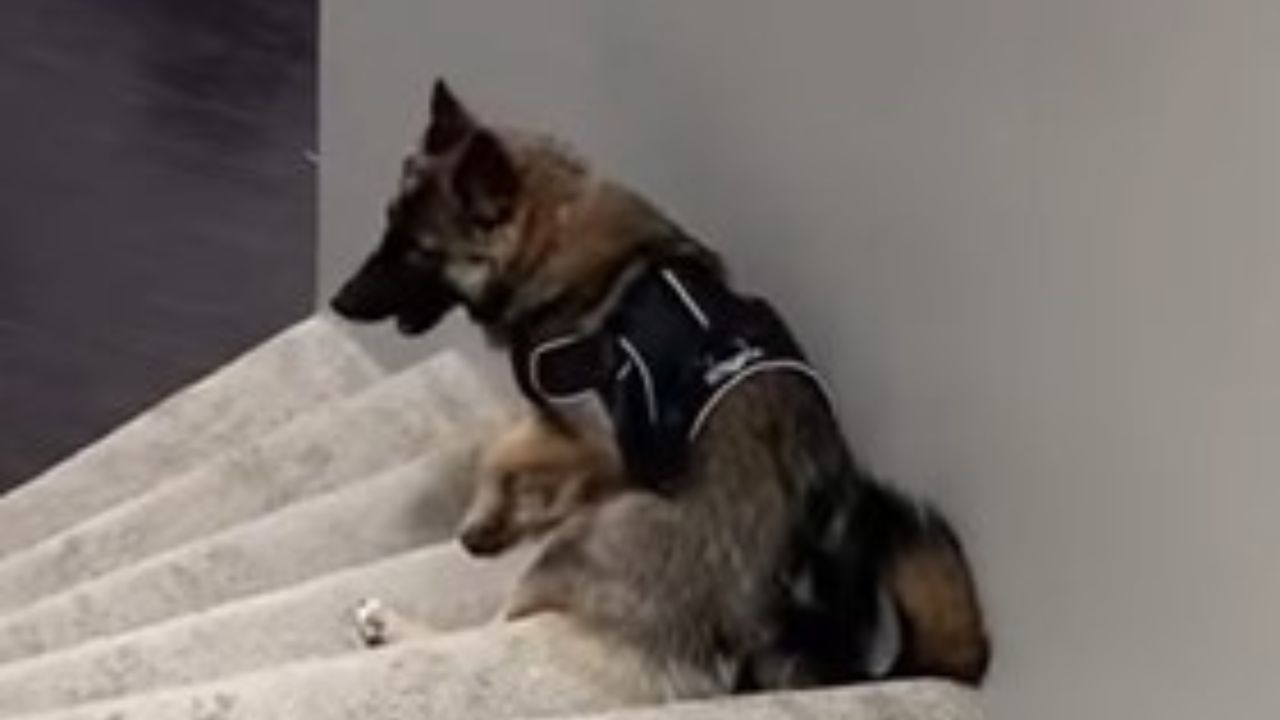 cane sulle scale