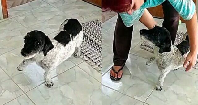 Cane attore: finge di avere una zampa rotta per ricevere coccole dalla mamma adottiva