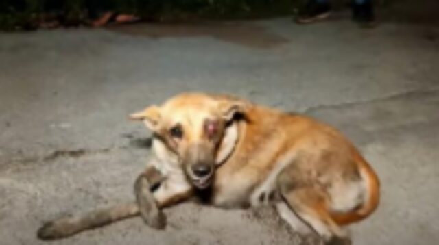 Il cane di strada con gravi problemi agli occhi impara cosa vuol dire essere davvero amati