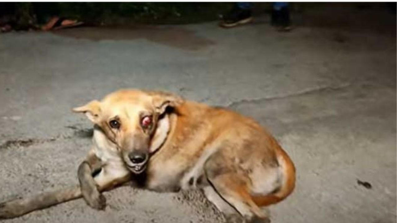 Una cagnolina con un occhio malato