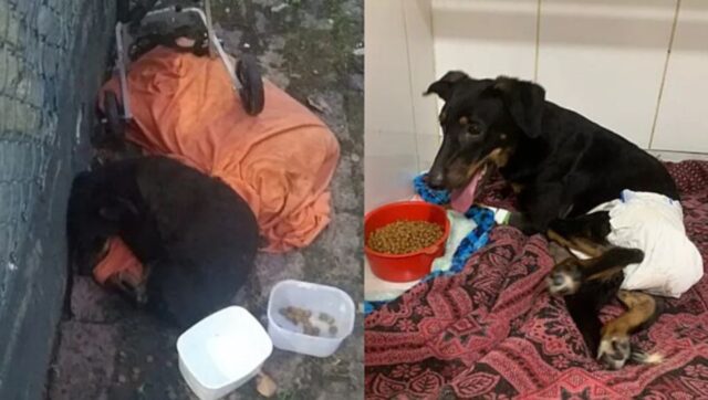 Cane paraplegico abbandonato vicino alla sua sedia a rotelle