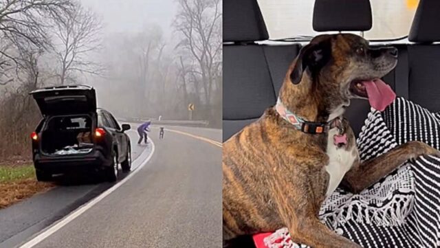Cane vagava solo e indifeso in mezzo alla strada, scopriamo cosa gli è successo