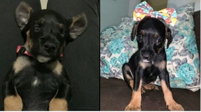 Compra un Pinscher ma, quando questo cresce, si rivela essere tutt’altra razza