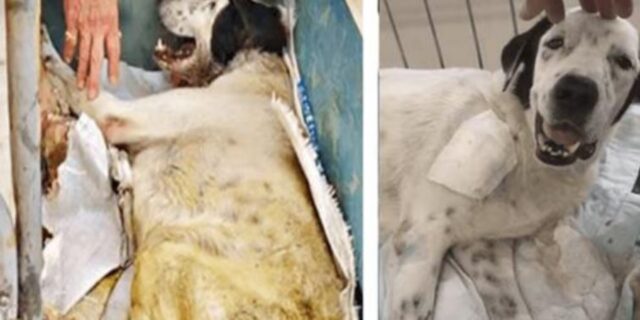 Un cane sul letto di morte osserva la persona che finalmente gli dimostra amore. E per la prima volta, sorride