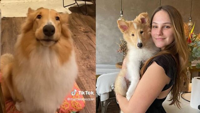 Cane chiama dolcemente la sua mamma adottiva pur di non disturbarla mentre lavora