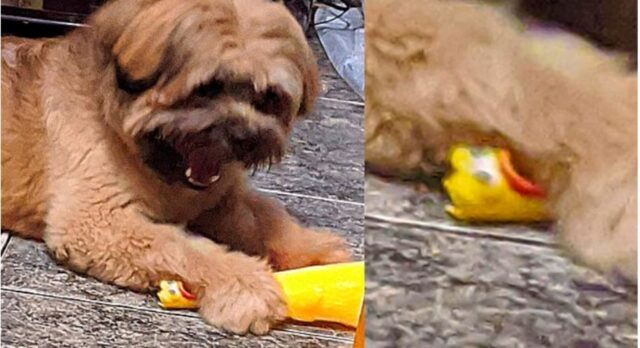 Cane contro pollo di gomma; chi vincerà questa strana battaglia?