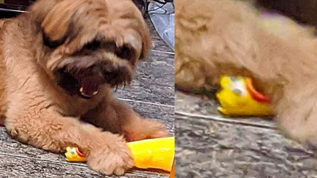 Un cane che lotta contro un pollo di gomma