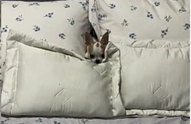 un cane tra i cuscini