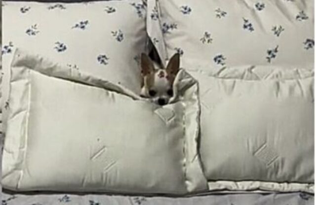 Questo Chihuahua impara a giocare a nascondino e la cosa fa impazzire il mondo