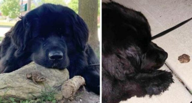 Sì, questa è la tenerissima storia di un cane e un rospo che sono diventati migliori amici
