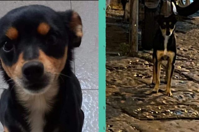 Cane abbandonato a Napoli, i volontari chiedono aiuto per trovare Peppiniello