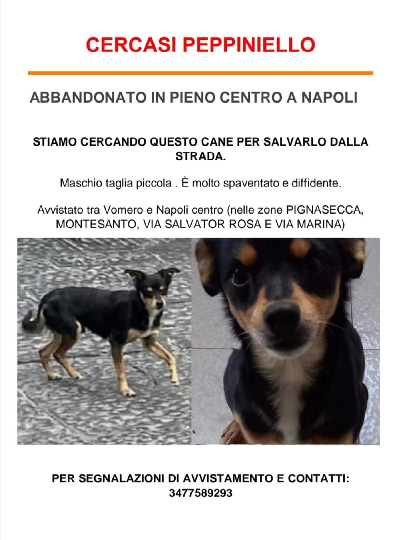 Allerta per il cane randagio