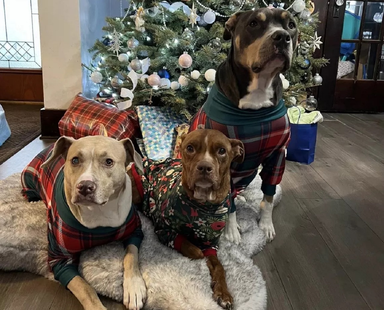 Tre cani sotto l'albero di Natale