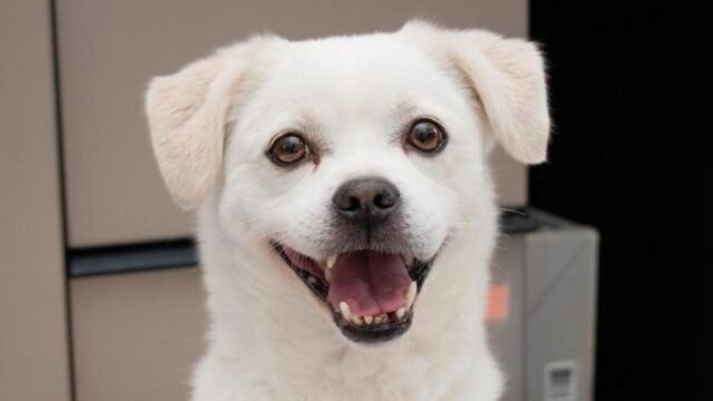 Cane bianco sorridente