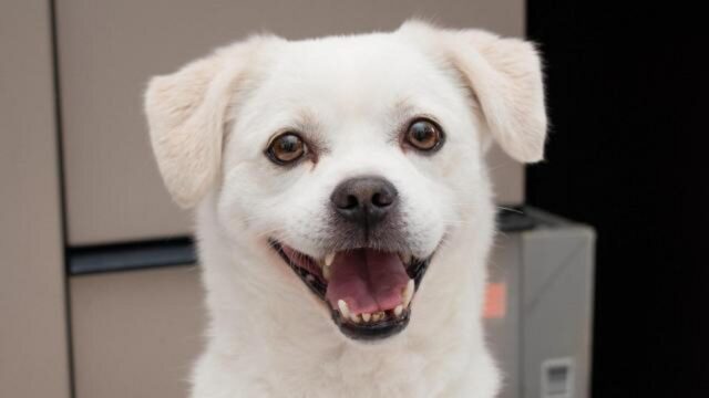 Cane abbandonato in Cina trova una casa per sempre in North Carolina