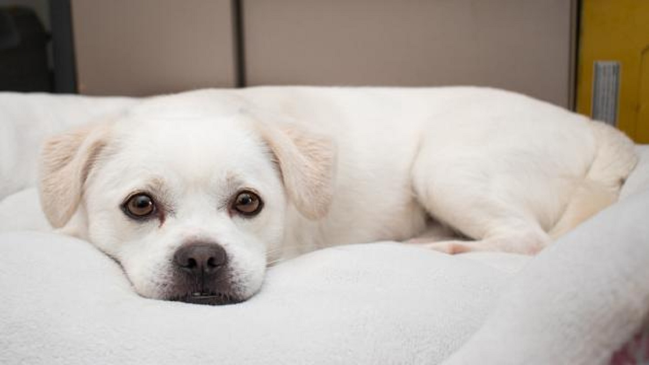 Cane bianco sdraiato a dormire