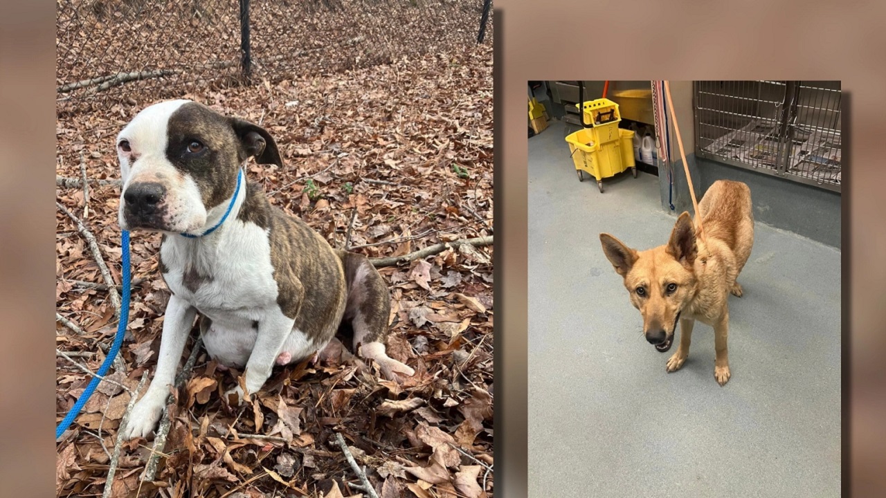 Cagnolini senza una famiglia