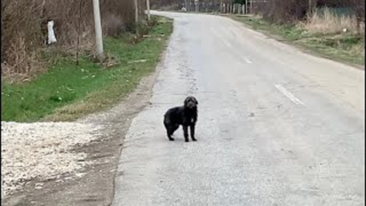 Cane nero in mezzo alla strada