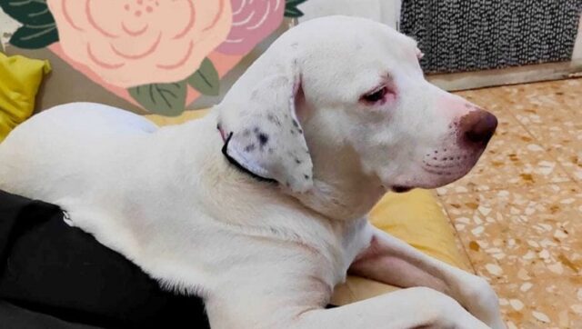 Cane accoltellato a Roma, la proprietaria chiede giustizia