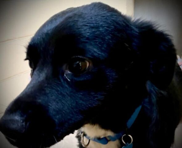 Cane accompagna i soccorritori dal proprietario ferito, caduto nella foresta