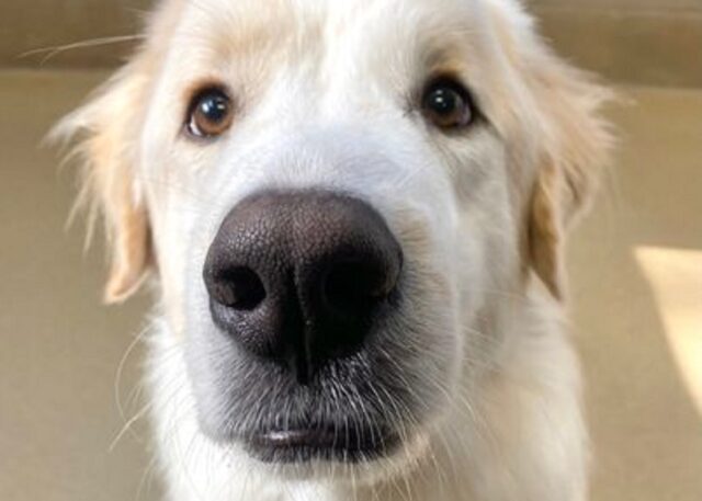 Cane adottato 14 volte forse ha trovato la sua casa per sempre