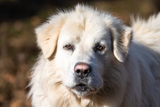 Cane aggredisce la proprietaria di 50 anni che si rifugia dai vicini