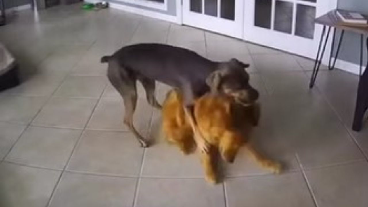 due cani