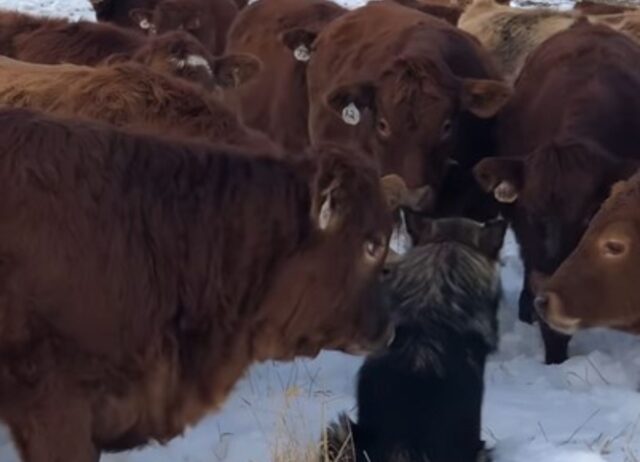 Ecco a voi il cagnolone più amato dalle vacche (VIDEO)