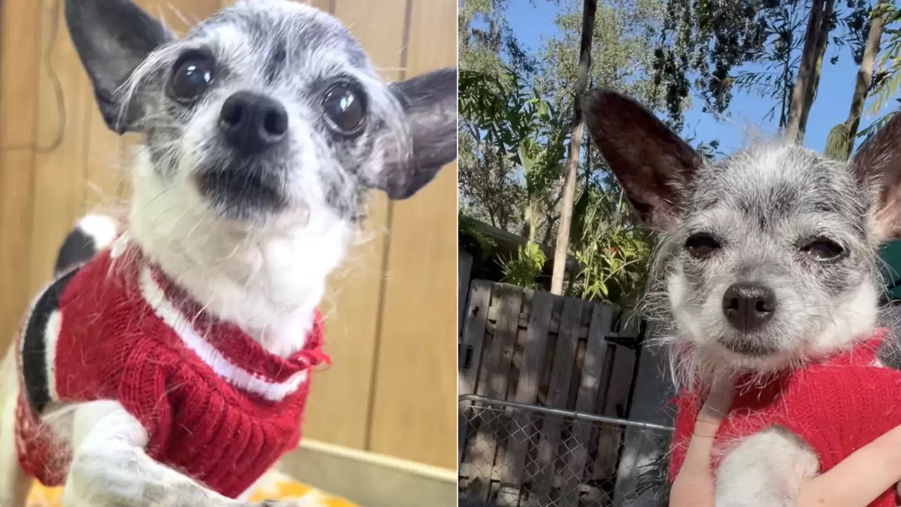 Cane anziano con il cappottino rosso