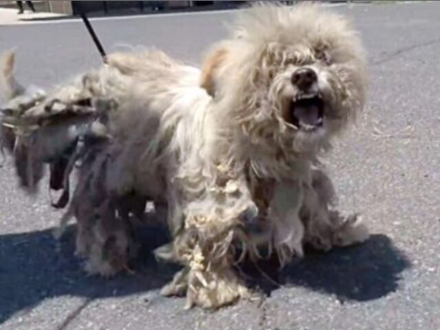 Era in condizioni pessime, terrorizzato e aggressivo: questo cane sembrava un caso disperato