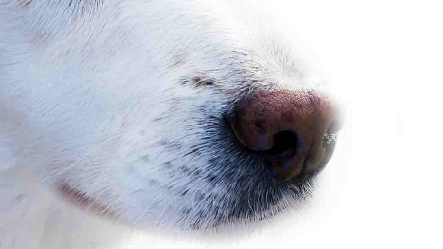 Muso bianco del cane con tartufo nero