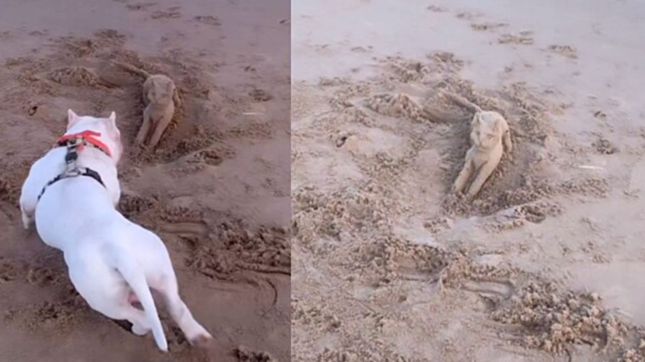 cane bianco sulla spiaggia