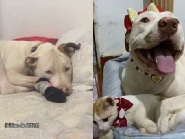 Pit Bull triste ritrova il buon umore grazie ad un gattino