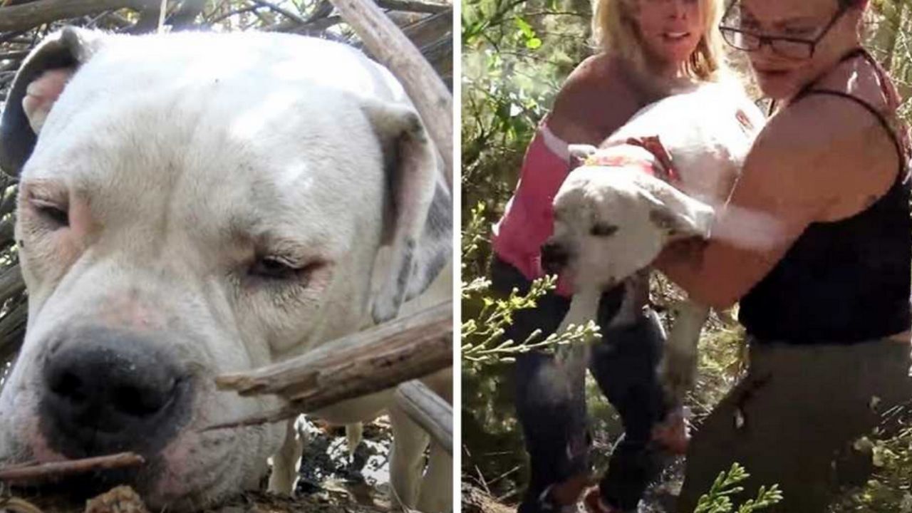 cane bianco e due donne