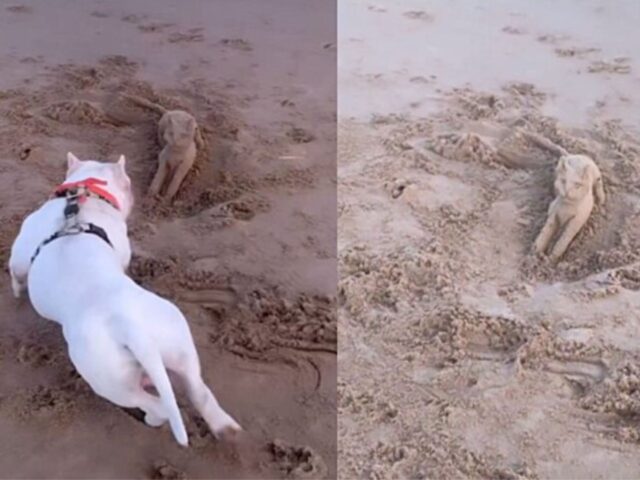 Un American Bully stringe un’amicizia inaspettata sulla spiaggia