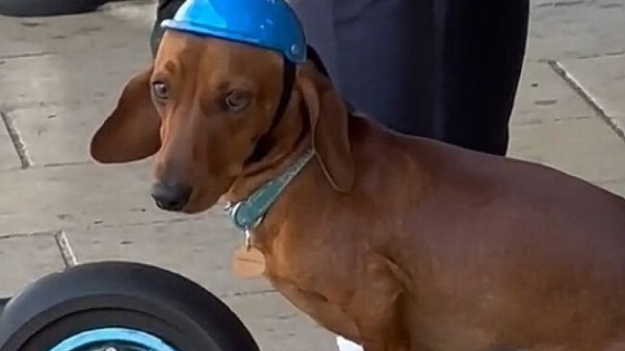 cane marrone con casco