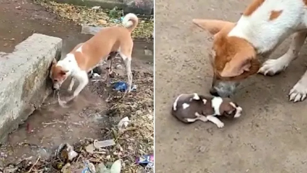 Mamma cane con i suoi cuccioli