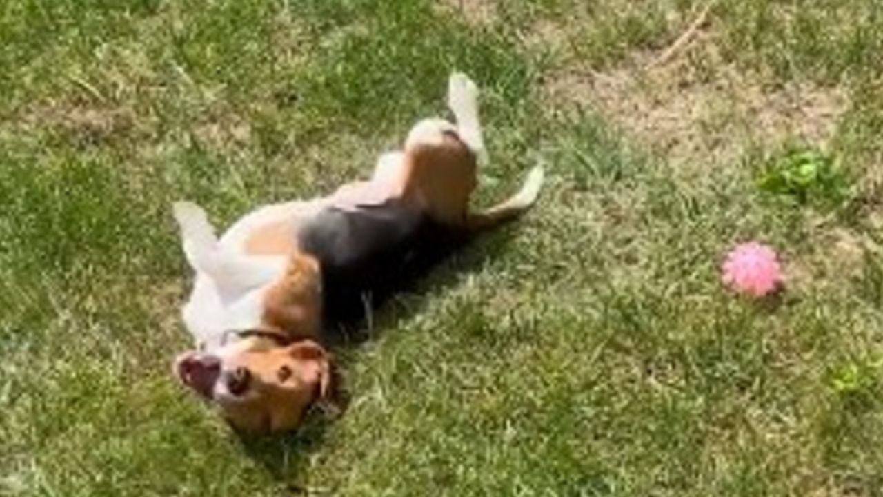 cagnolina che si rotola tra l'erba